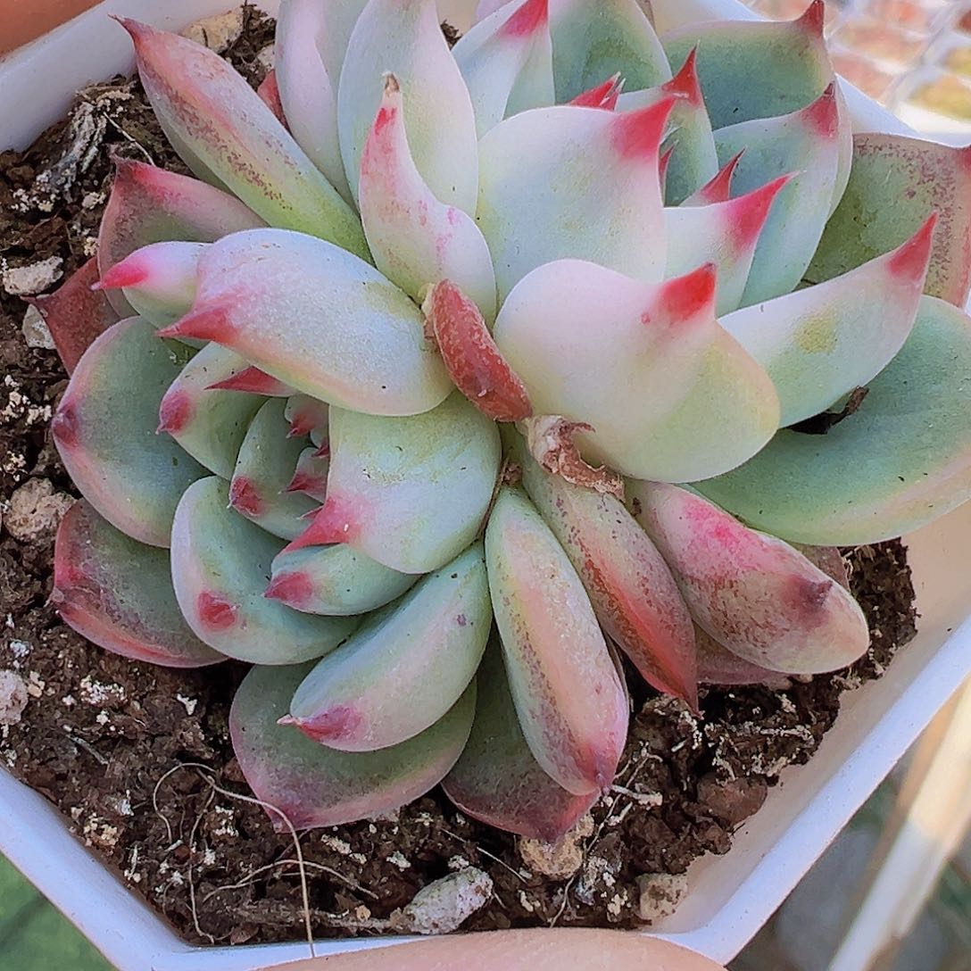 双头吉娃娃锦19包邮多肉