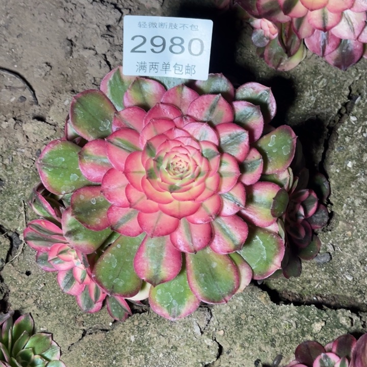 2980荔枝的的多肉的