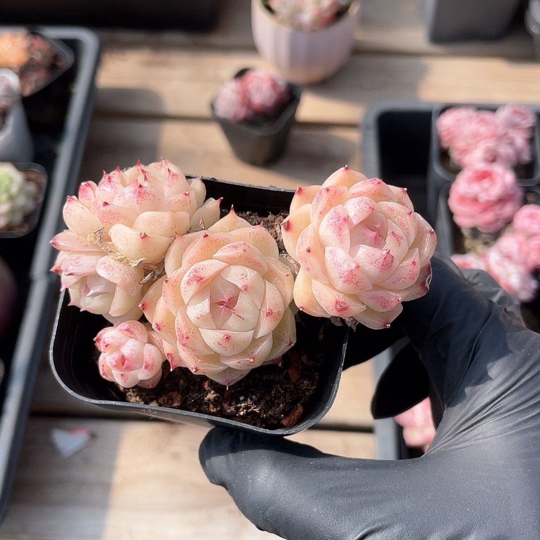 优选5号女王9172