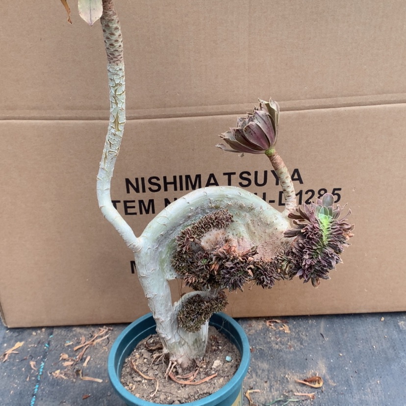 【闪购商品】瑕疵不售后01