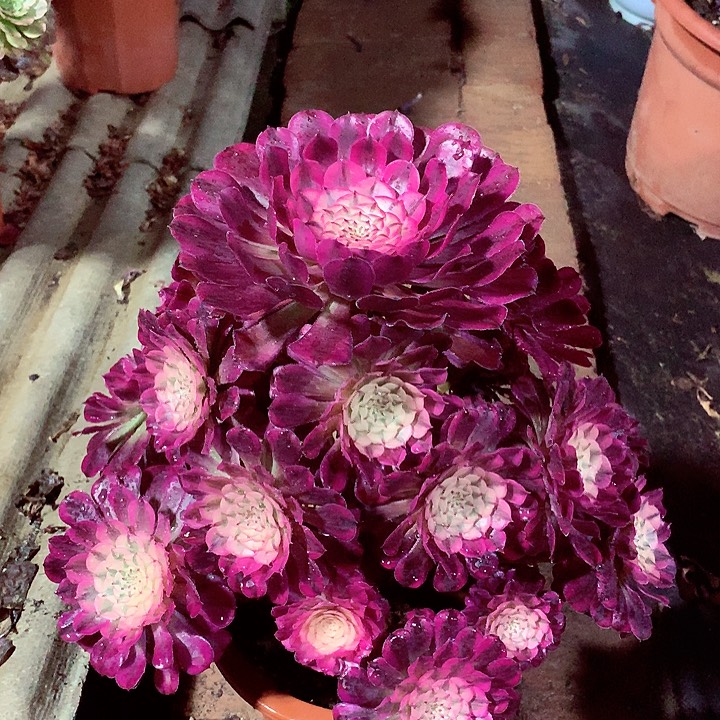 红超白，多肉植物