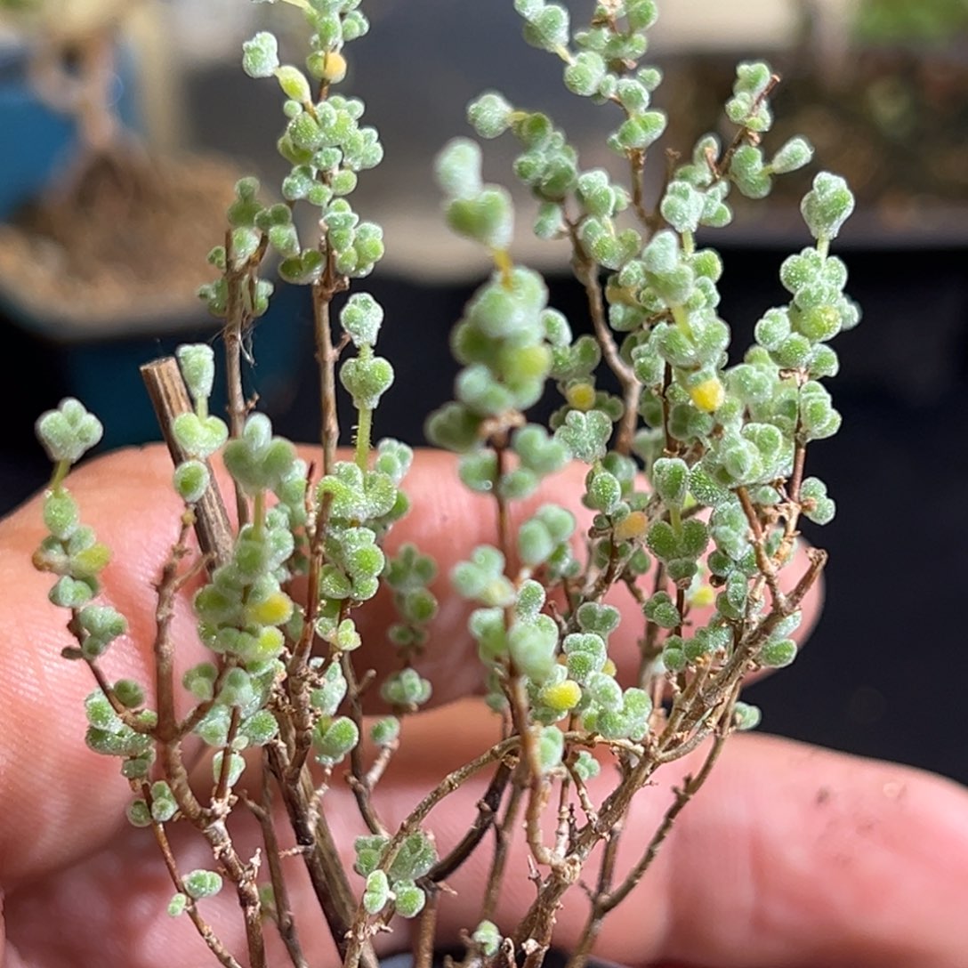 超级莱斯55杯老桩福利枝干