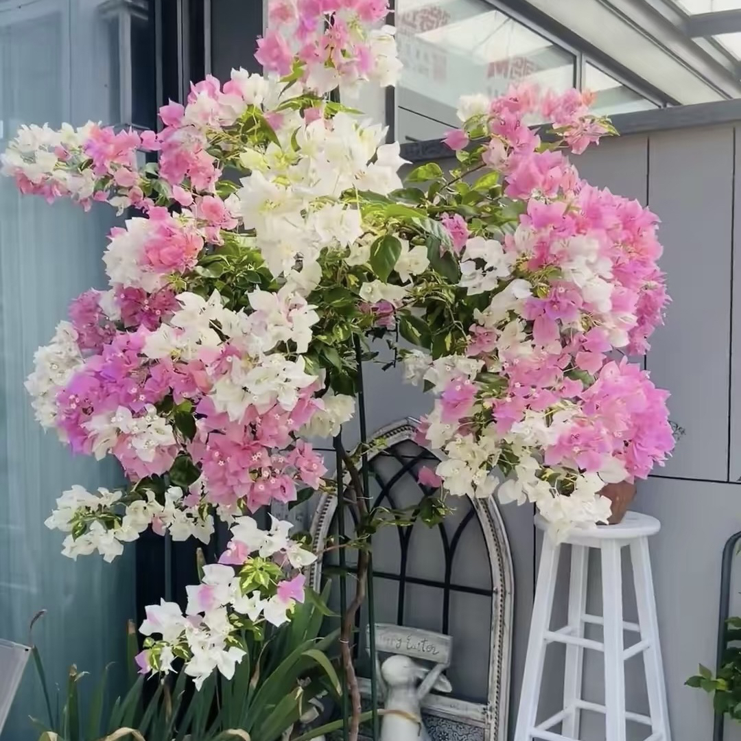 高飘金心橙白·a花叶橙粉白四季开花