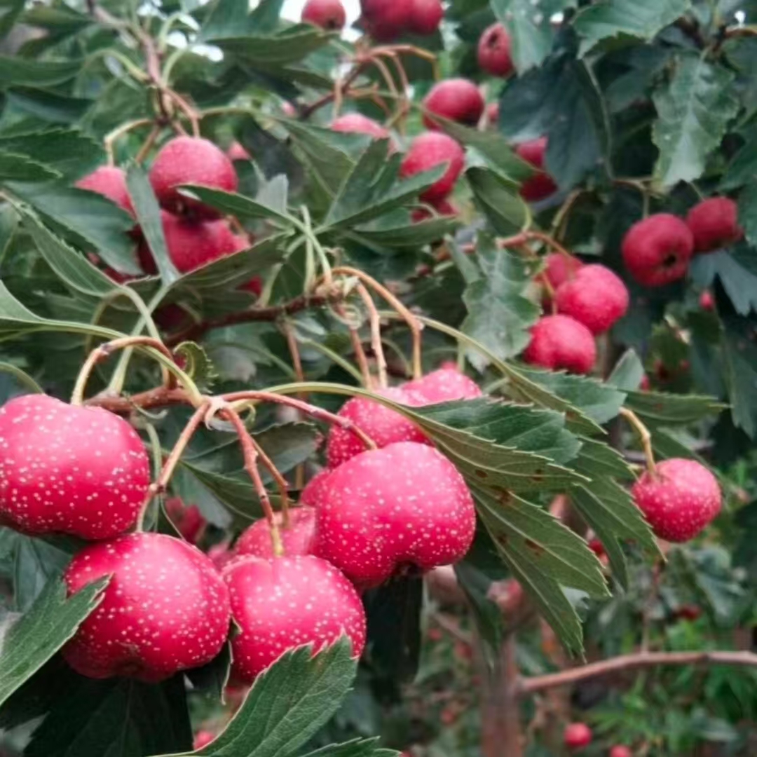 大金星甜红子山楂果树苗