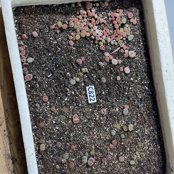 生822石花整筐脱土发货不售后