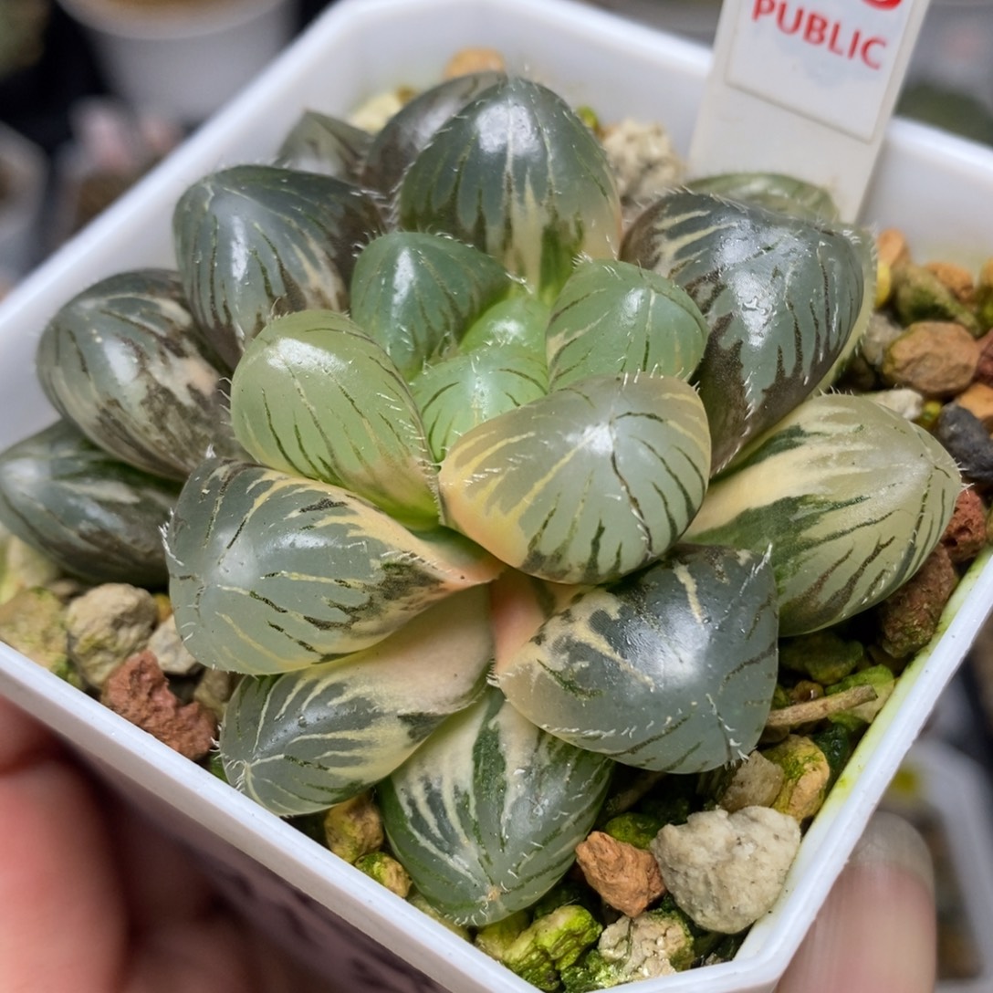 223巨大赤线玉露锦一物一拍