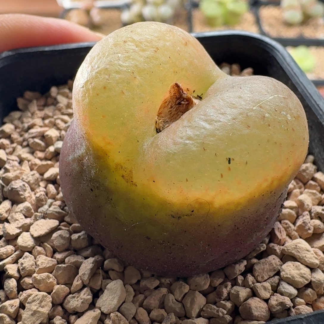 3.2毛汉尼特价3916