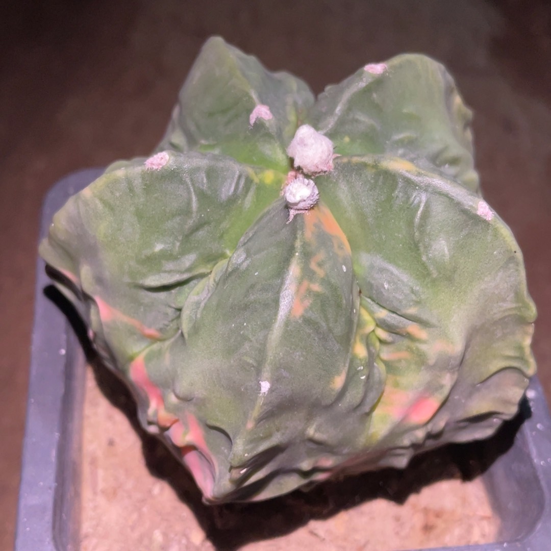 落地自根 核桃鸾锦 仙人球