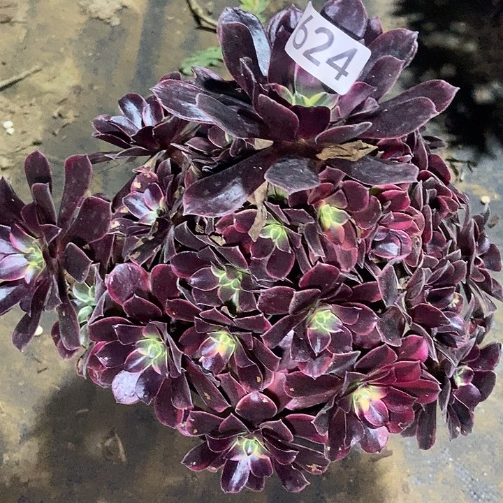 N****?金丝雀多肉624多肉不包断