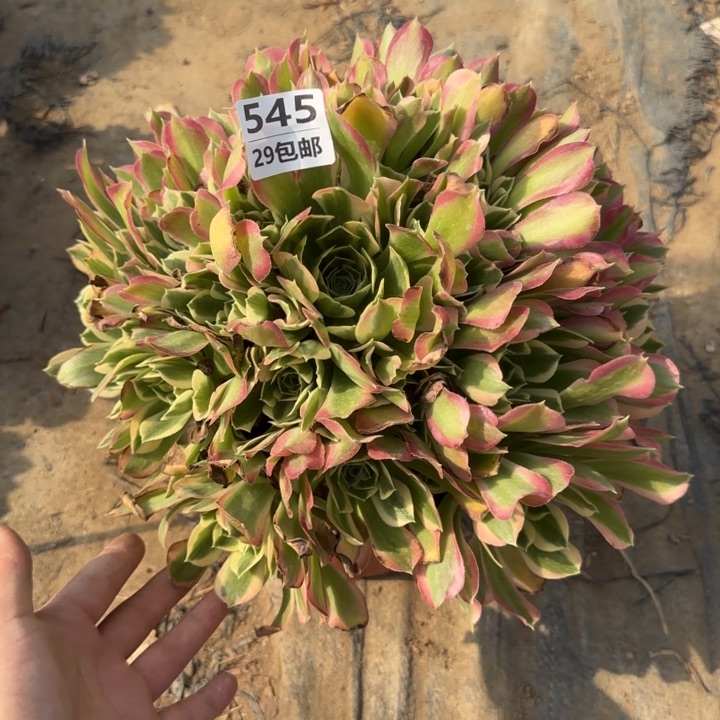 白凤……多肉植物……