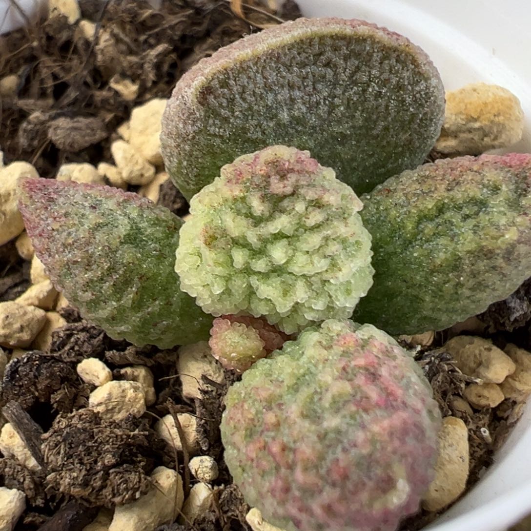 实生底叶苗纹路款多肉植物水泡