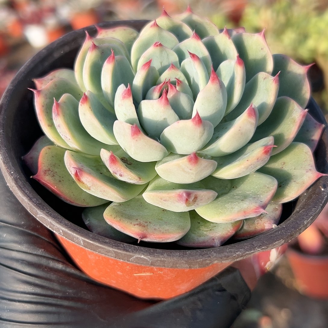 多肉植物吉娃娃单头