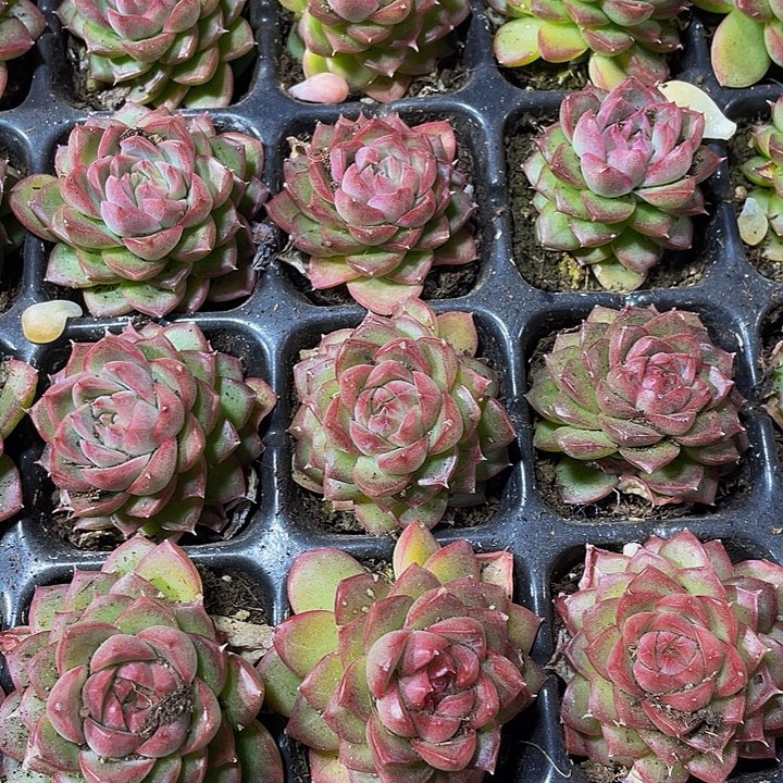 小女王1元带土发货