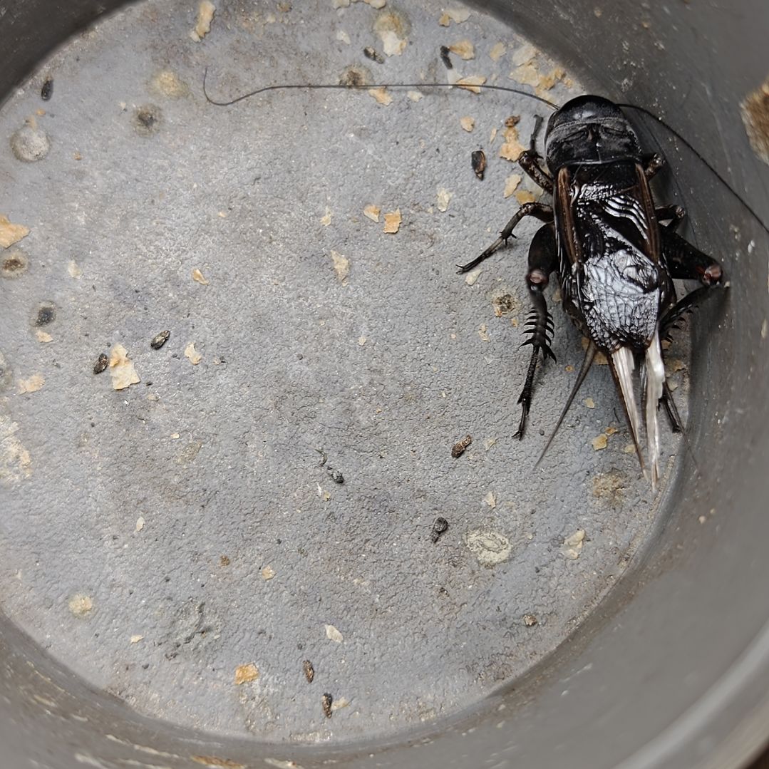 蟋蟀歪门邪调 184 30