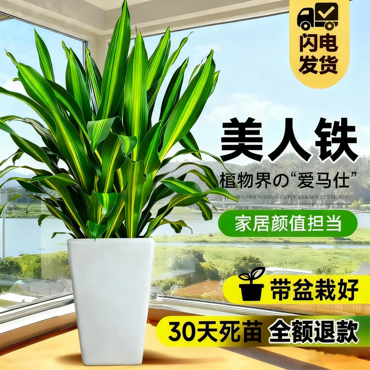 大型金心百合美人铁室内客厅绿植物盆栽四季常青可吸甲醛