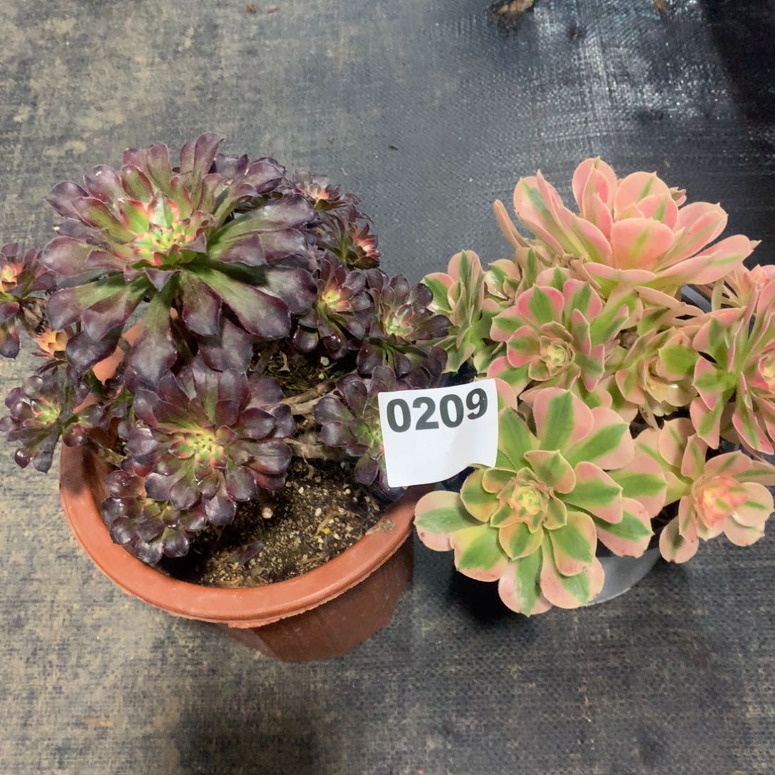 组合0290法师多肉植物200000