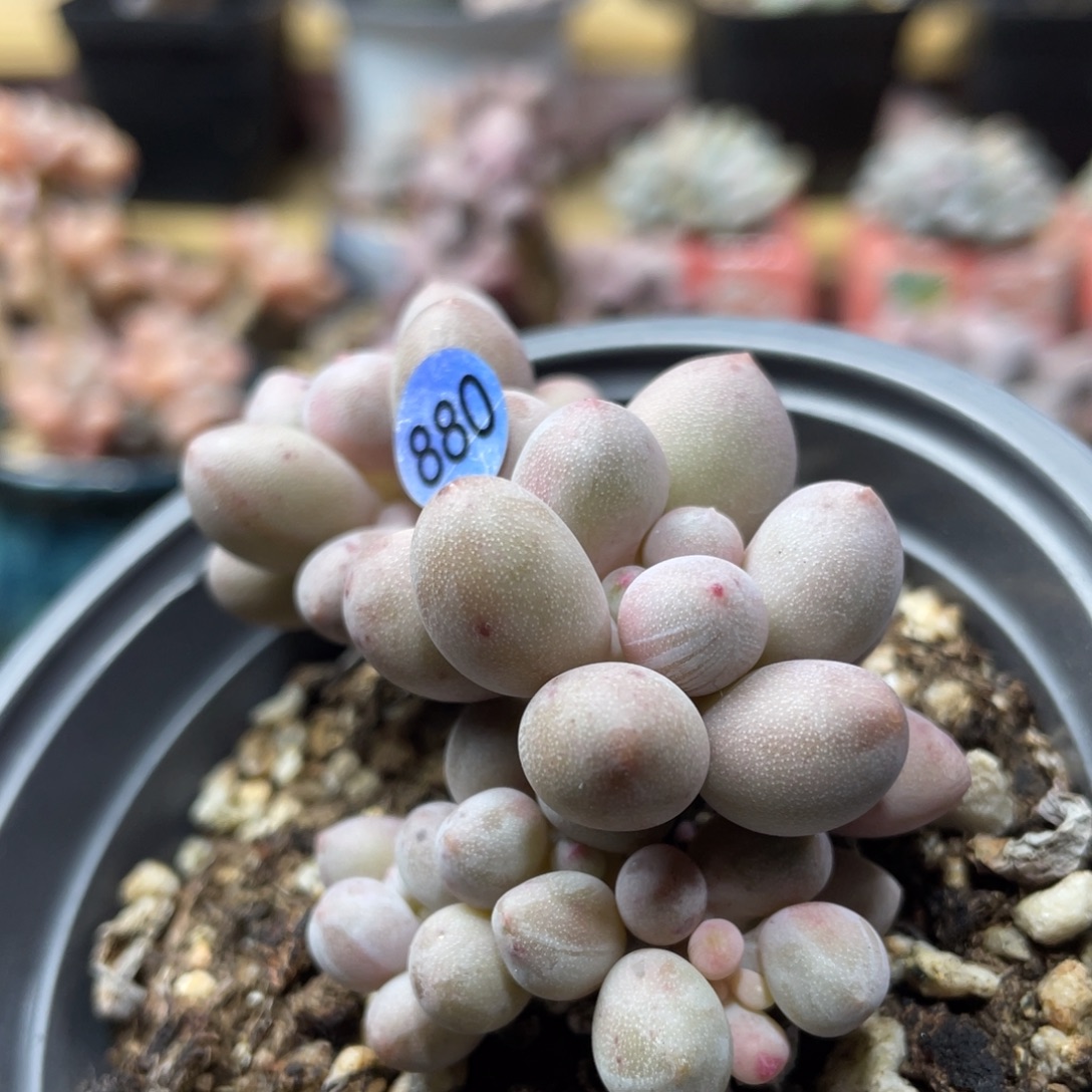 仙子奶酪出奶尖多肉