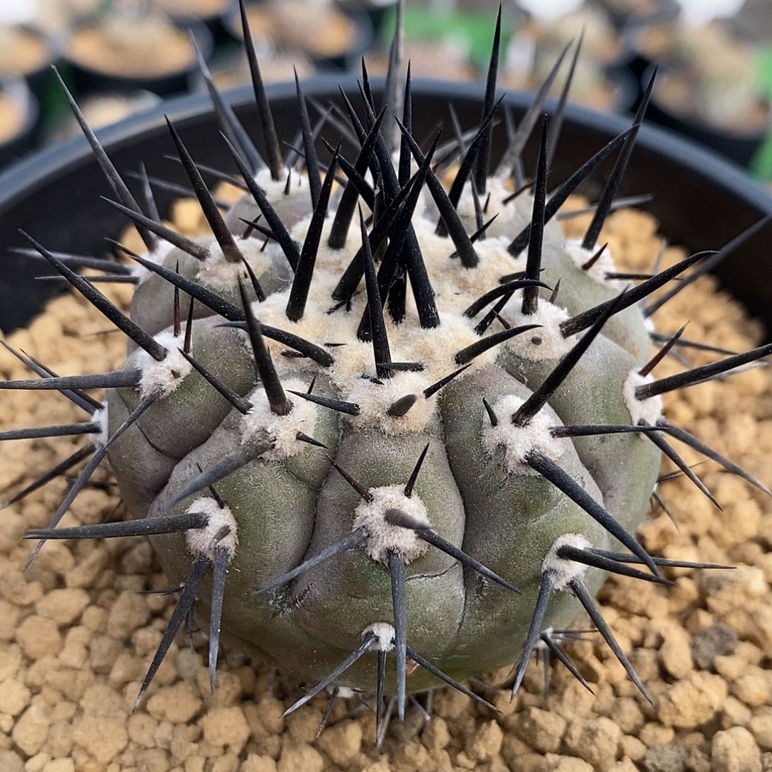 仙人球自根黑粗刺黑王