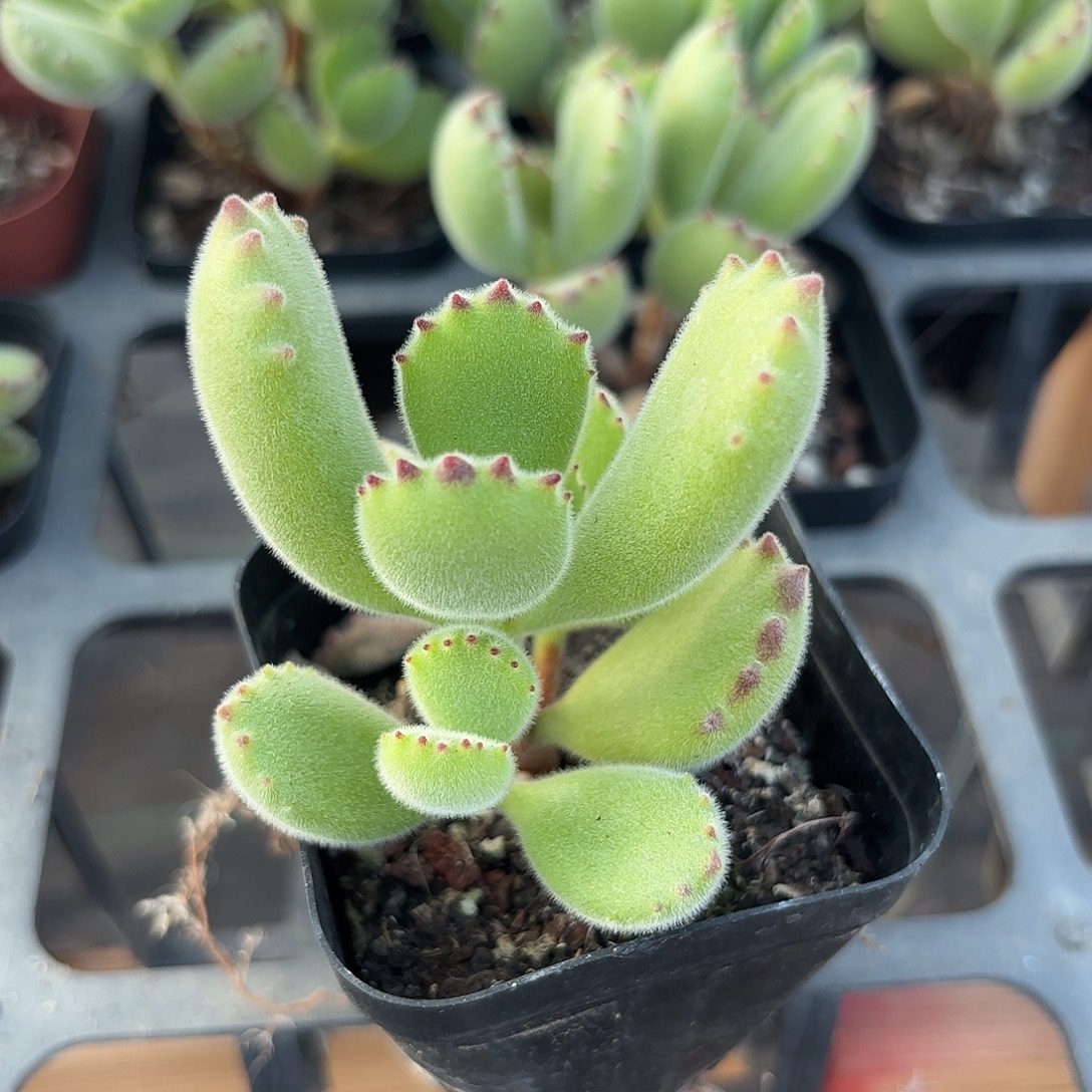 精品熊童子多肉植物