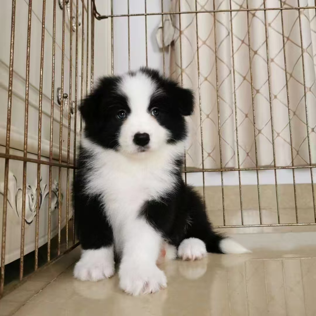 【意兴边牧】T狗狗活体