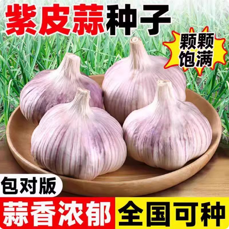 大蒜种子紫皮蒜苔头蒜种蒜苗红皮紫皮干蒜大蒜头四季农家种籽可种