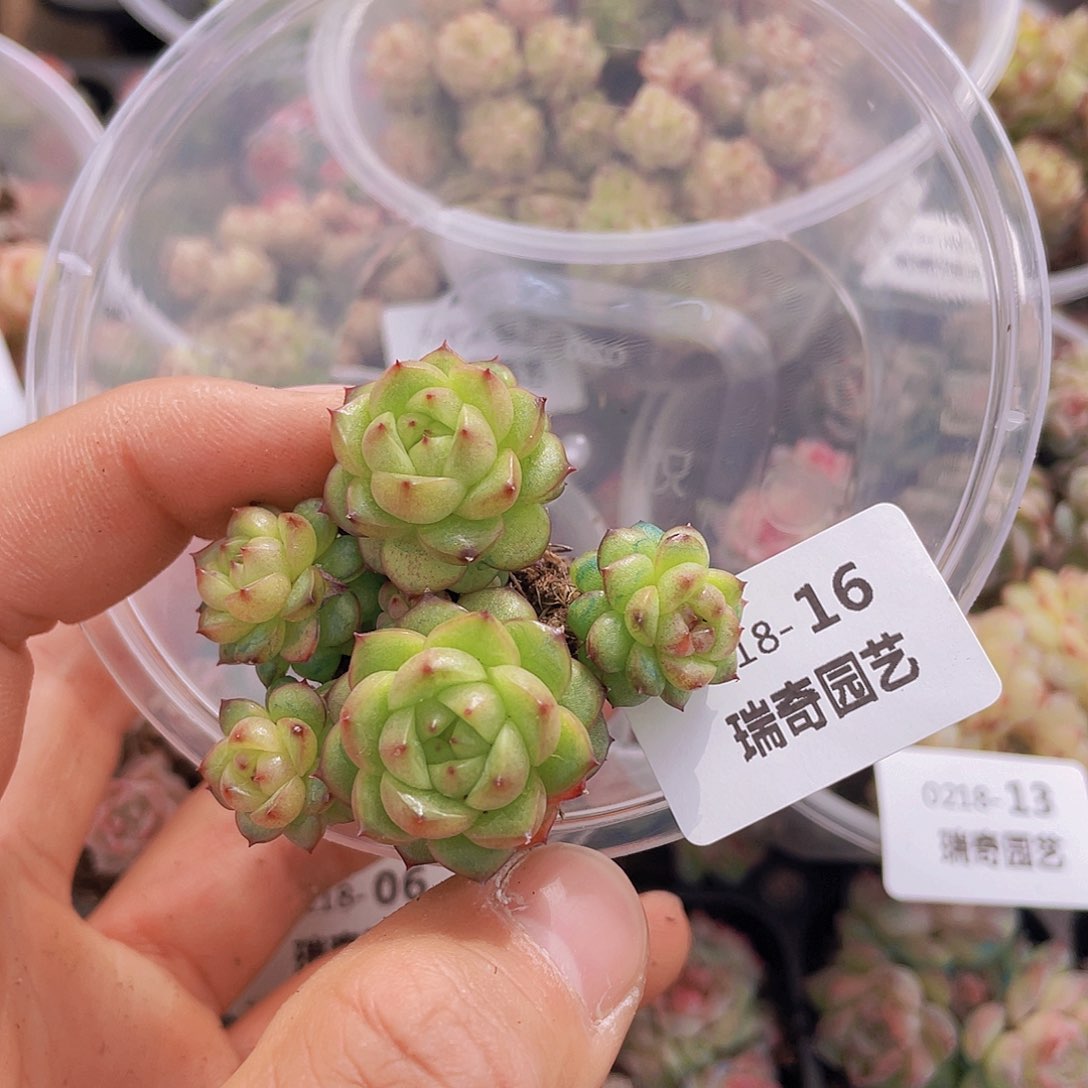 000000000000016量拍