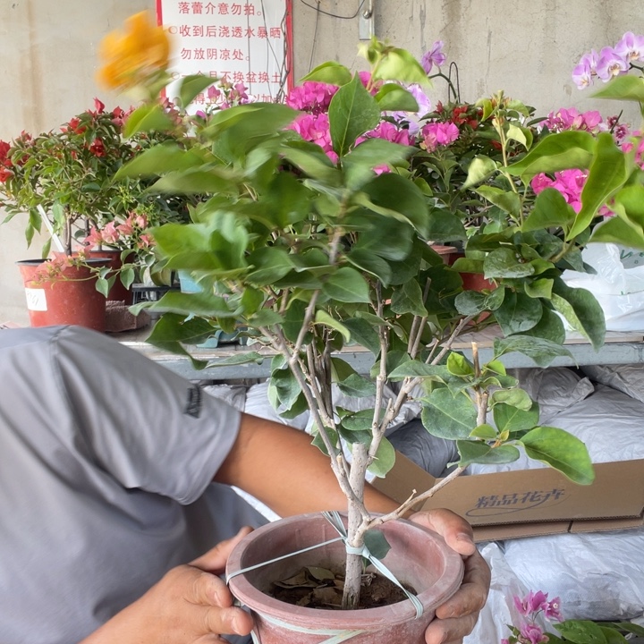 无花朵加州黄金马上开花