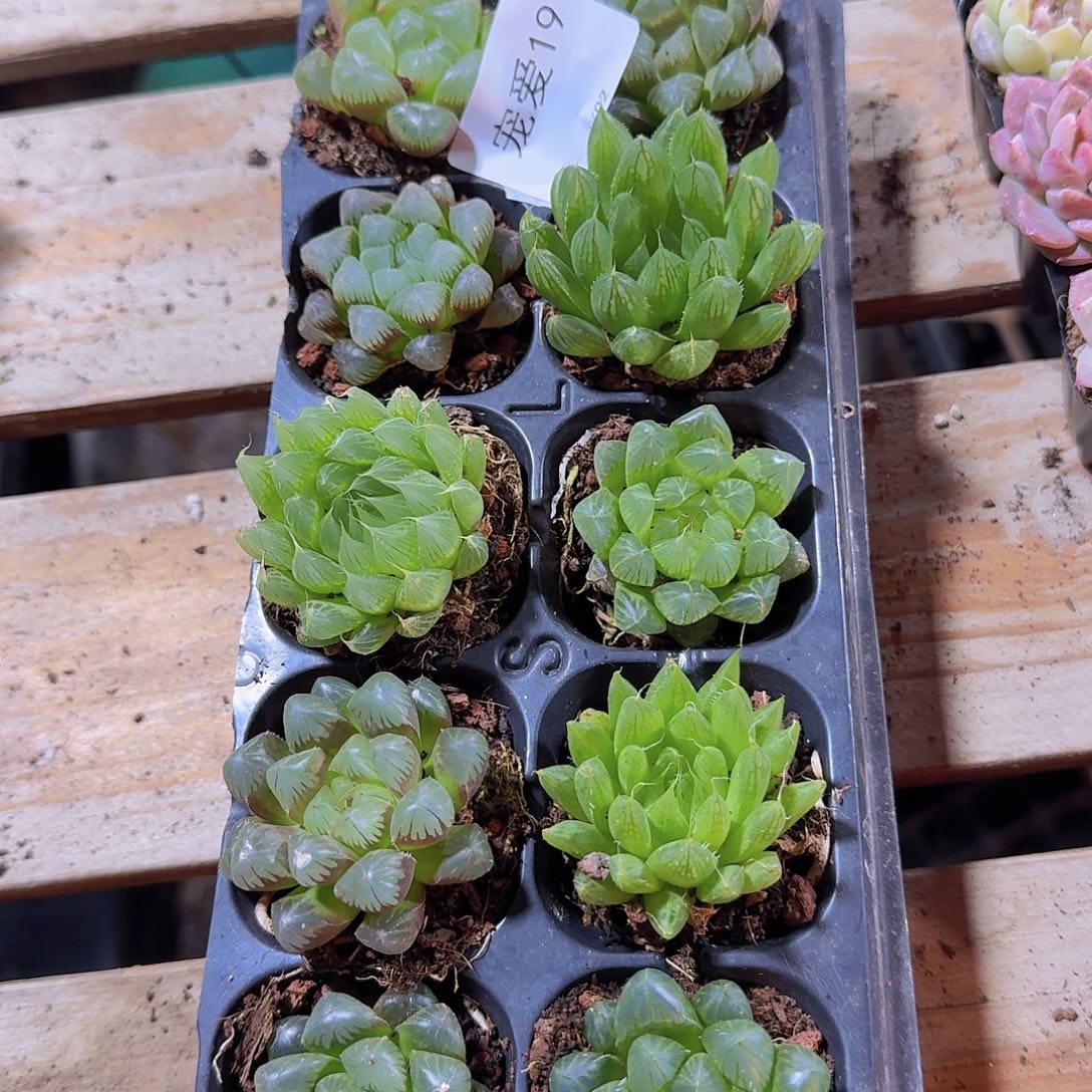 直播福利一物一拍19