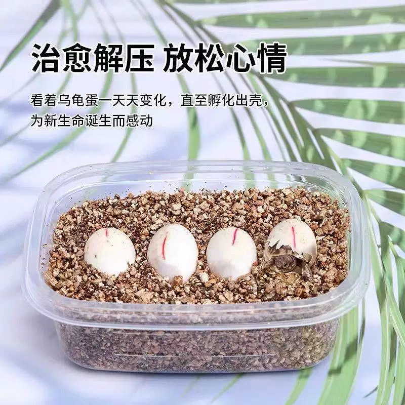 可孵化龟蛋 学生小宠物受精蛋