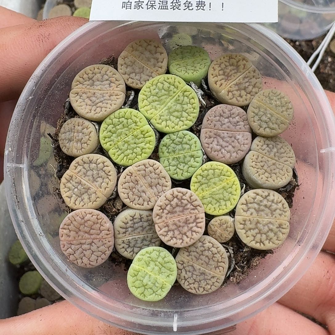 2750 哈哈哈哈哈哈哈