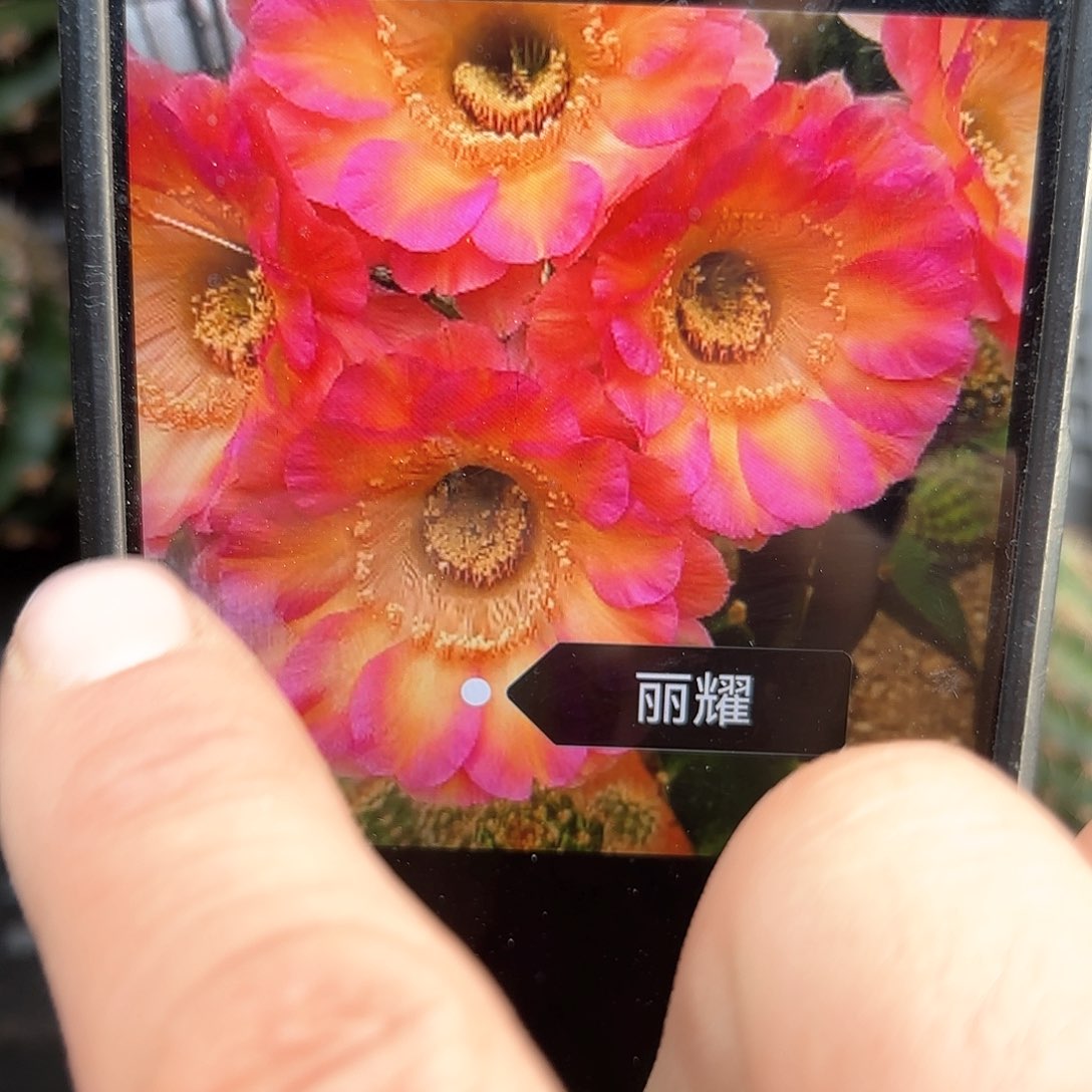 丽耀彩侧牙20包邮仙人球瑕38