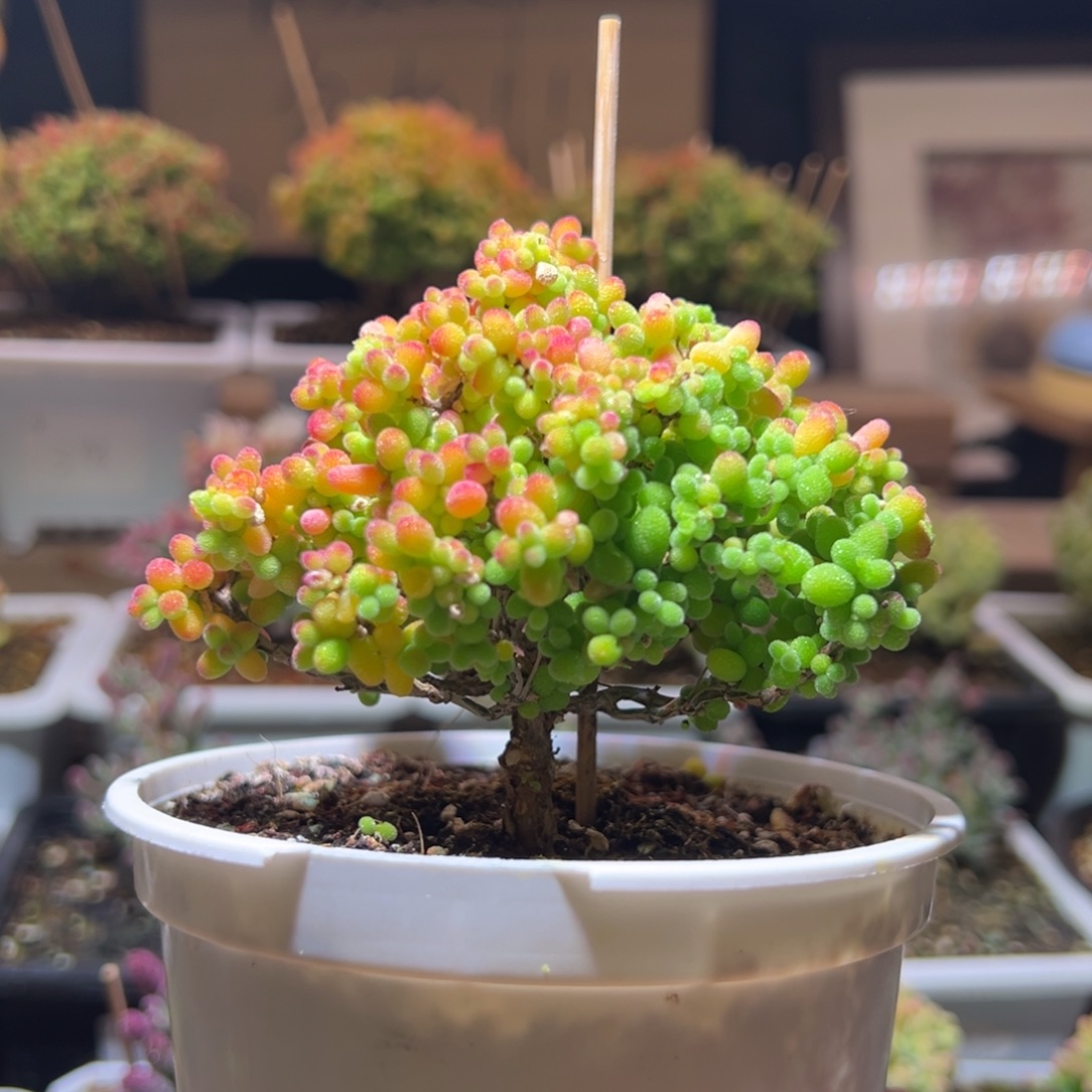 404金桔一物一拍包开箱
