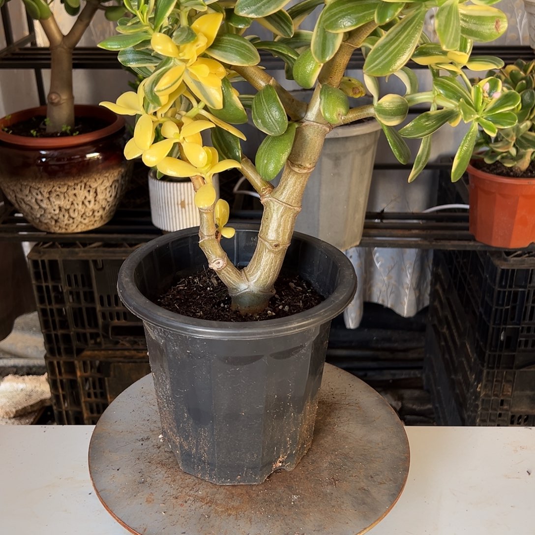 4年白锦带土球发货