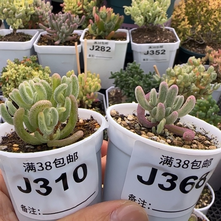 克***萝368-310-超紫-橙叶白锦