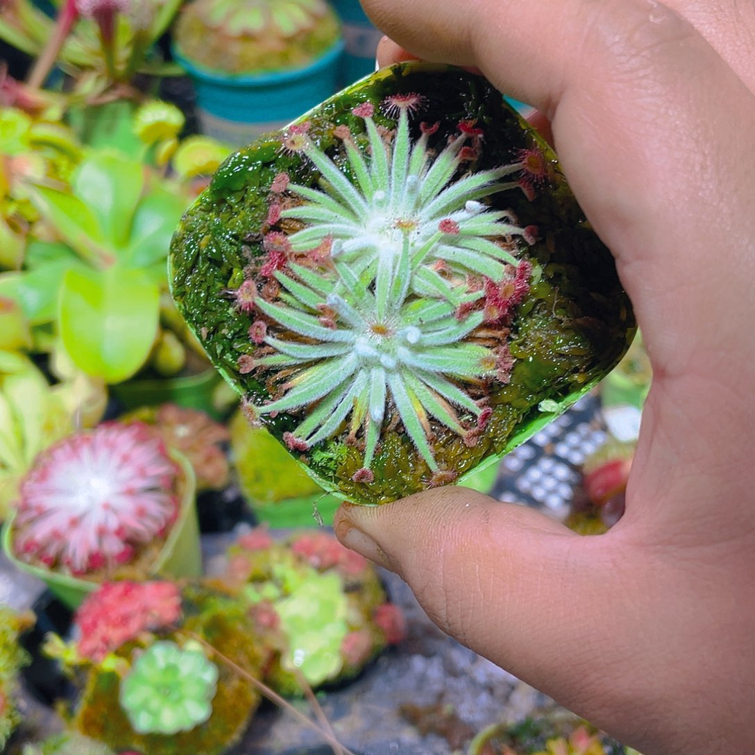 完全开放银饰茅膏菜1