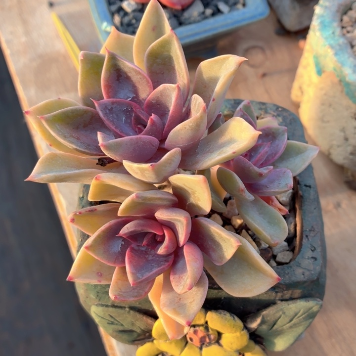 多肉植物 紫气东来-4