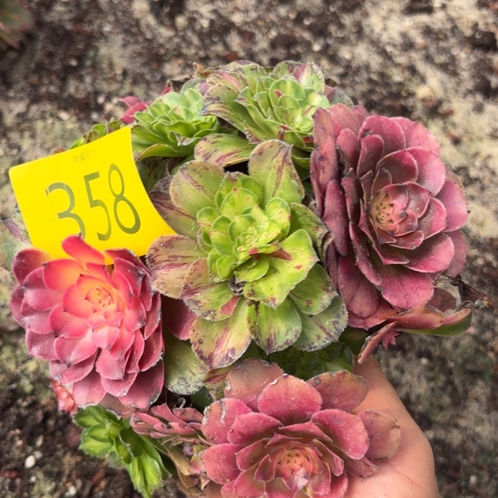 哈哈多肉葡萄福利358