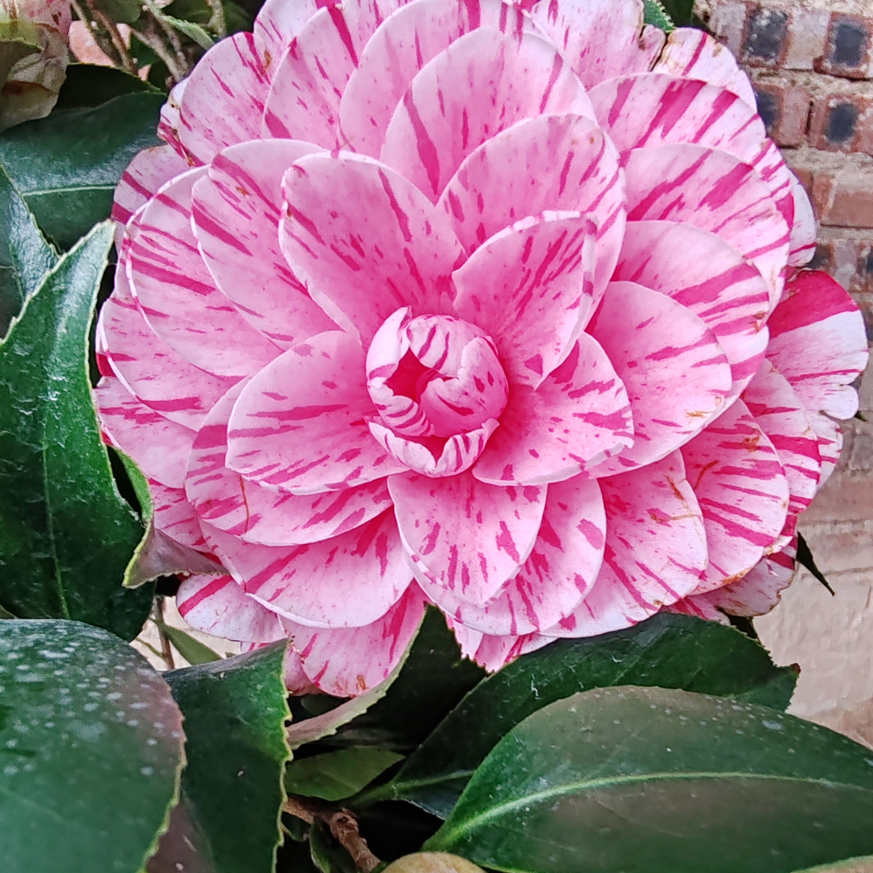 名贵五色赤丹多色茶花树苗盆栽耐寒好养适合室内外庭院花卉