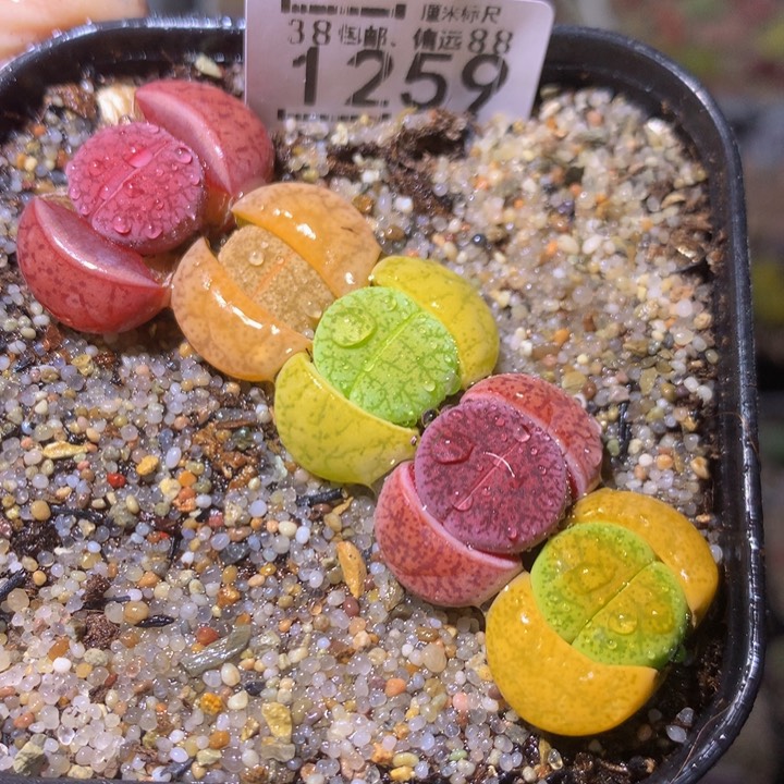 Sss精品生石花1259