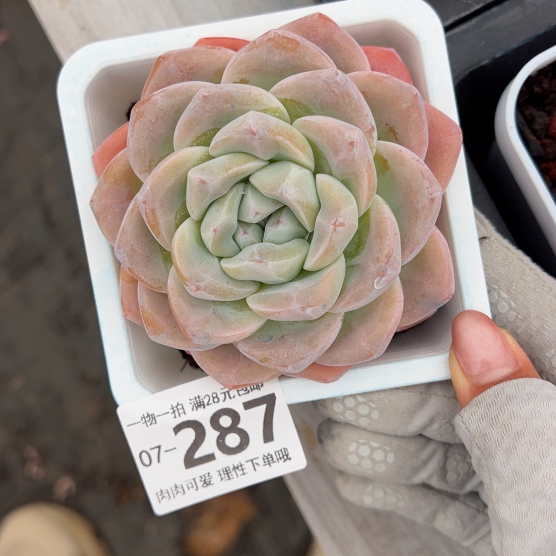 冰玉，多肉多肉多肉多肉