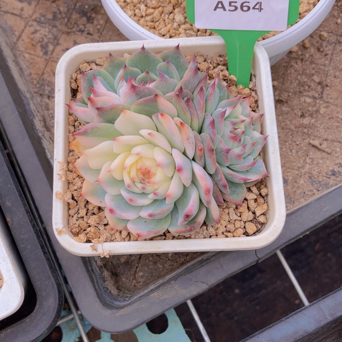 用***7吉娃娃一颗A564一物一拍