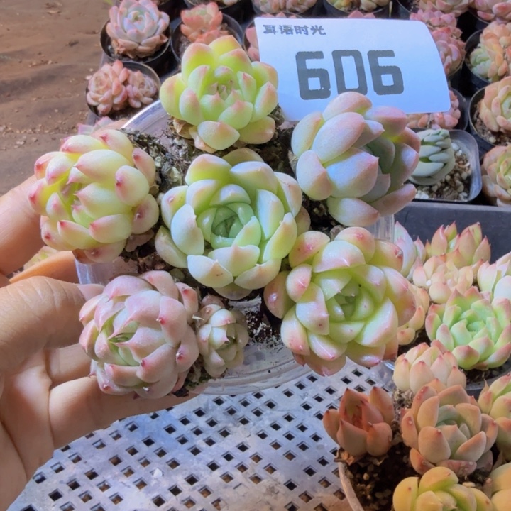 606.qqqqqwwwwwwwqqq