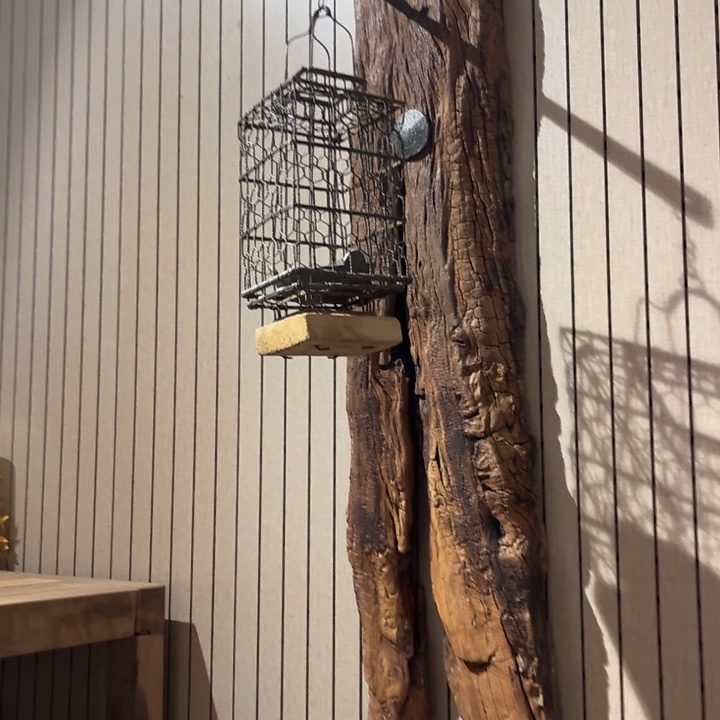 香榧木?***主老物件木木