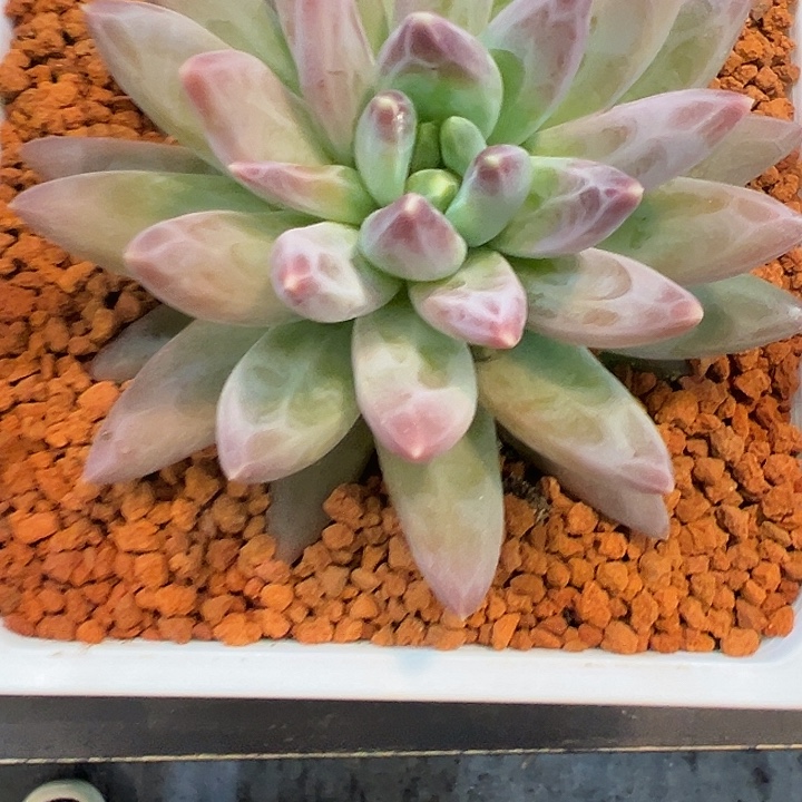 雪戴莉一颗肉肉看看