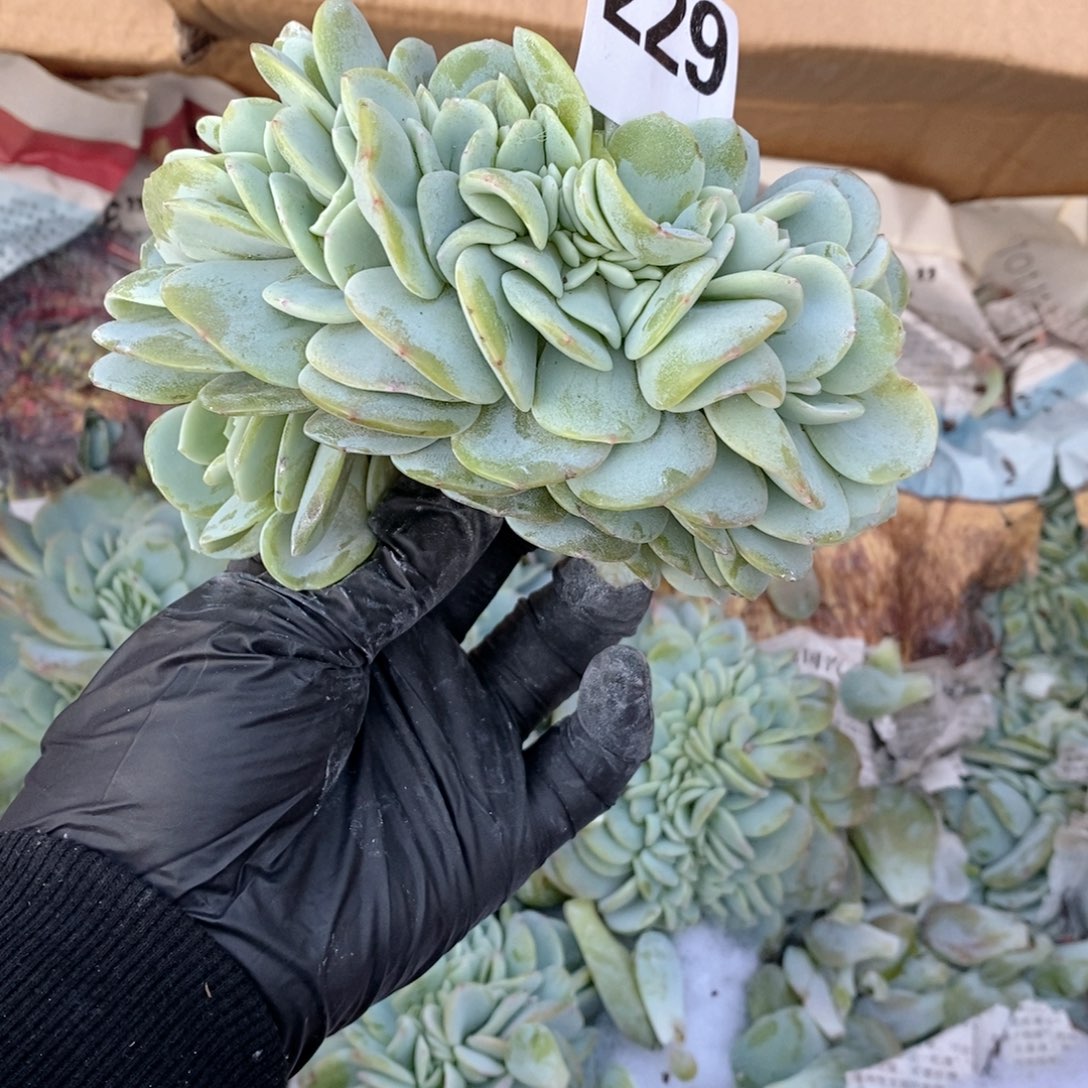 梦****229 奶茶缀哇哇哇呀