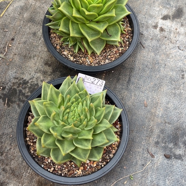 一***一273……………………………………1