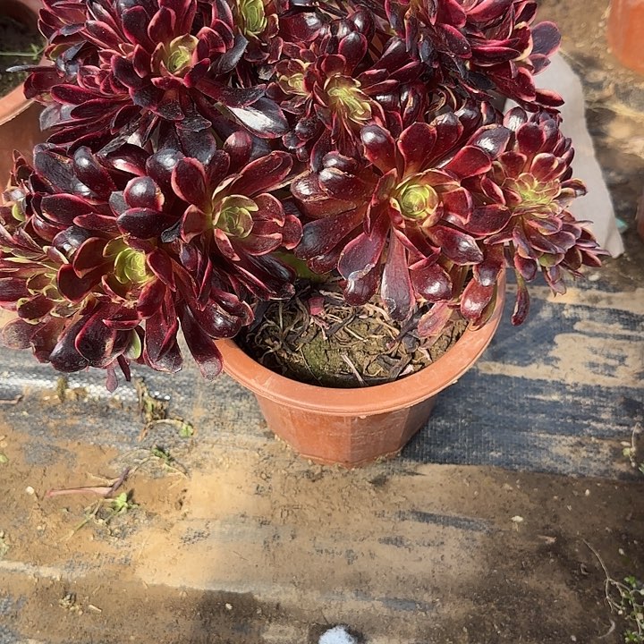 ?****?缀话脱土发货缀话