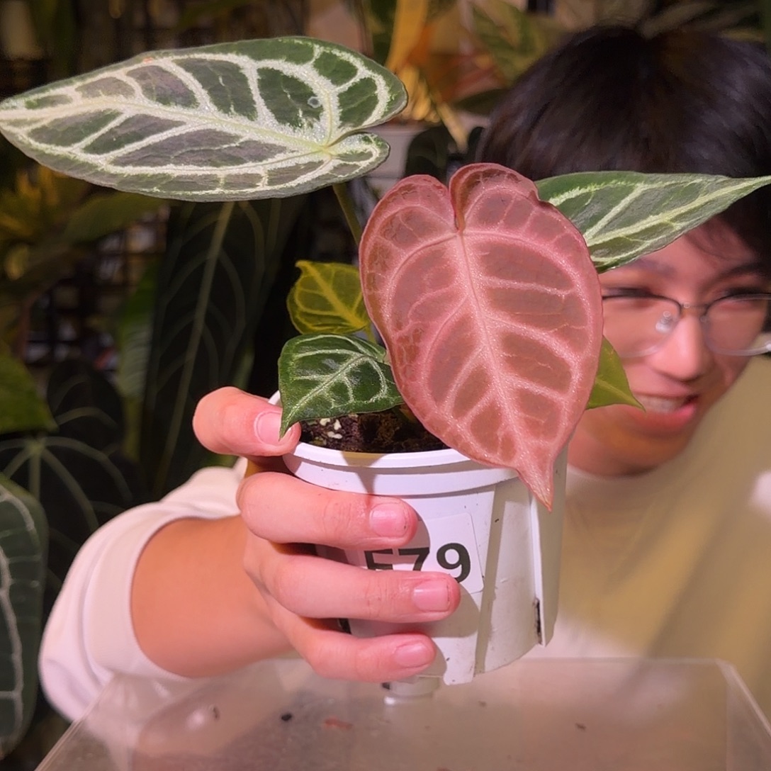 完全开放N188 粉柠檬红