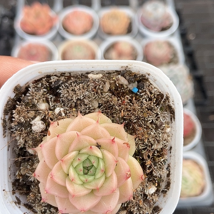 一物一拍满十包邮 26