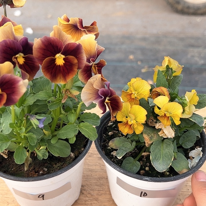 红陶抖音直播闪拍9-10